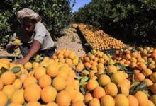 صورة الزراعة: مصر الأولى عالميا في تصدير الموالح للعام الثالث على التوالي