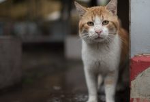 صورة انتشار وباء حيواني يفتك بقطط قبرص ويهدد لبنان وتركيا