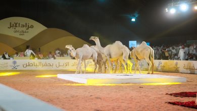 صورة انطلاق مهرجان ومزاد الإبل بنسخته الرابعة في حفر الباطن بالسعودية