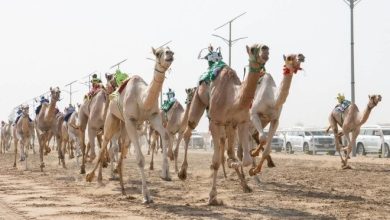 صورة فبراير المقبل إقامة مهرجان خادم الحرمين الشريفين للهجن