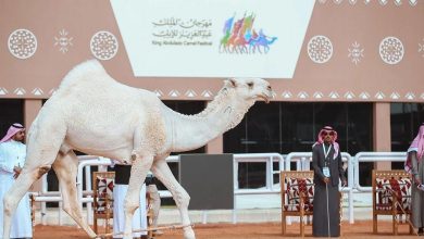 صورة إنطلاق مهرجان الملك عبدالعزيز للإبل في نسخته الثامنة