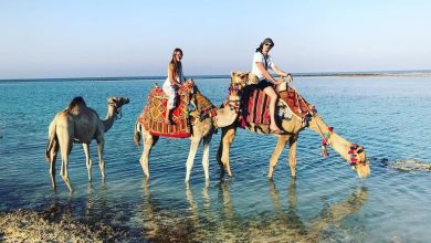 صورة مصر.. تكريم بلجيكي وزوجته لقضاء 600 ليلة سياحية في مرسى علم