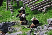 صورة الحفاظ على التنوع البيولوجي للصين يعزز حماية الحياة البرية المهددة بالانقراض