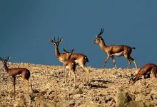 صورة مدير المناطق المحمية بالسعودية: نعمل على تفعيل برامج السياحة البيئية في المحميات الطبيعية