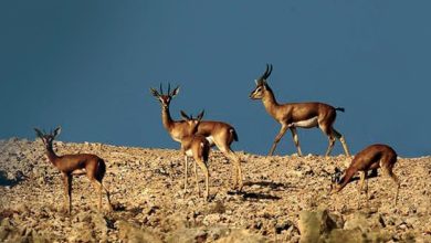 صورة مدير المناطق المحمية بالسعودية: نعمل على تفعيل برامج السياحة البيئية في المحميات الطبيعية