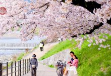 صورة انتعاش السياحة في اليابان بفضل “الساكورا”