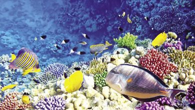 صورة وزيرة البيئة المصرية: إعلان جميع مناطق الشعاب المرجانية بالبحر الأحمر محمية طبيعية