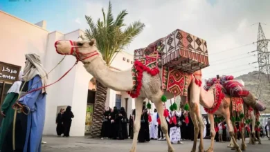 صورة فعالية “قافلة الإبل” تجوب بالزوار في صيف حراء الثقافي