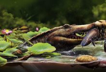 صورة فريق بحثي يكتشف بقايا تمساح عمره 80 مليون سنة في صحراء مصر الغربية