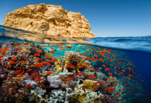 صورة إعلان الحيد المرجاني العظيم بالبحر الأحمر محمية طبيعية بحرية