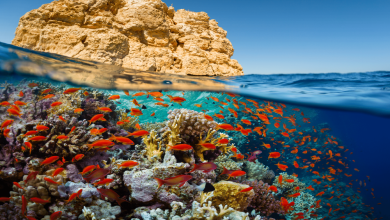 صورة إعلان الحيد المرجاني العظيم بالبحر الأحمر محمية طبيعية بحرية