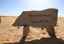 صورة مجلس الوزراء يكشف حقيقة التعدي على الأشجار بمحمية الغابة المتحجرة