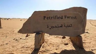 صورة مجلس الوزراء يكشف حقيقة التعدي على الأشجار بمحمية الغابة المتحجرة