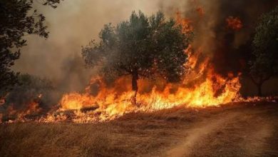 صورة فرار سياح في اليونان وسط اقتراب حرائق الغابات من منتجعات سياحية